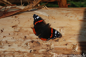 Vanessa atalanta